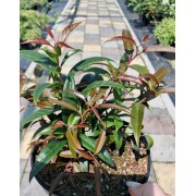 Leucothoe «Burning Love» 